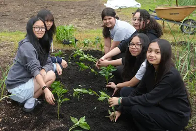 Six girls plant peppers in a garden.