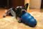 Dominance training, popular on TV, is discredited by science and animal behaviorists.