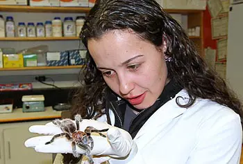 Biology graduate student Sandra Correa holds &ldquo;Ungol,&rdquo; her pet Chilean rose tarantula (scientific name: Grammostola rosea).