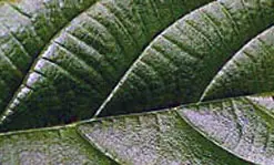 Photosynthesis is vital for maintaining the normal level of oxygen in the atmosphere and providing a source of energy for&nbsp;plants and algae.