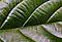 Photosynthesis is vital for maintaining the normal level of oxygen in the atmosphere and providing a source of energy for plants and algae.