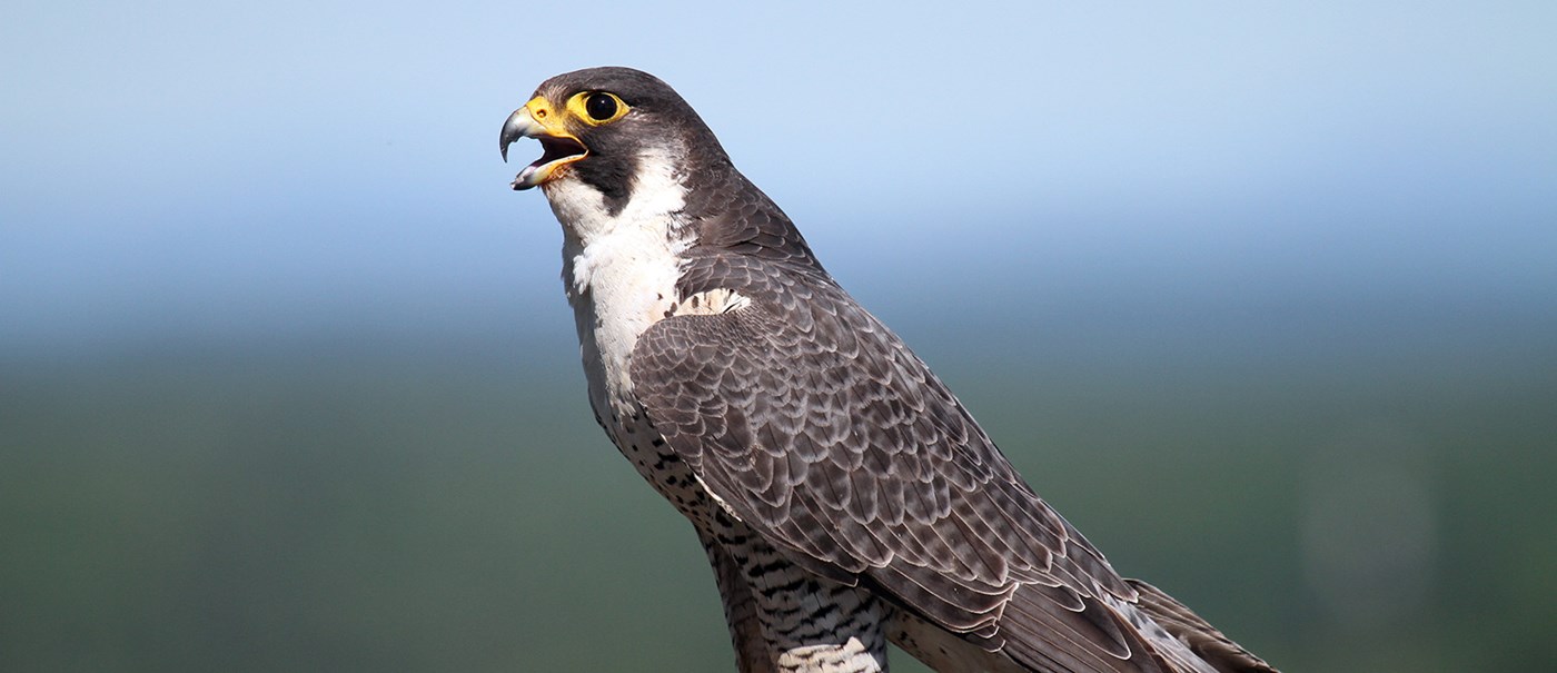 Umass Lowell's falcon, Merri.  