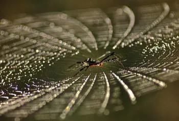 A spider is seen in web, cast with early morning dew drops, on the outskirts of Bhubaneswar, India.