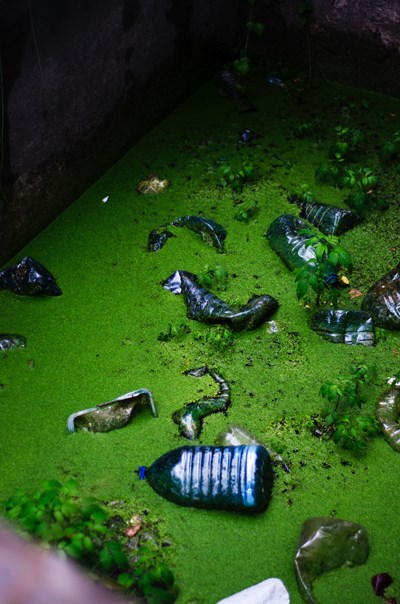 Plastic waste is overgrown by mosses and groundcover