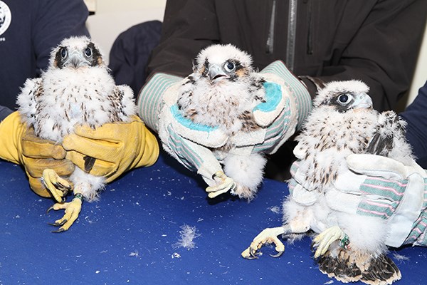 State wildlife officials hold UMass Lowell's newest falcon chicks, from left, two males and a female. The chicks were hatched in a nest box atop the university's Fox Hall, the city's tallest building.