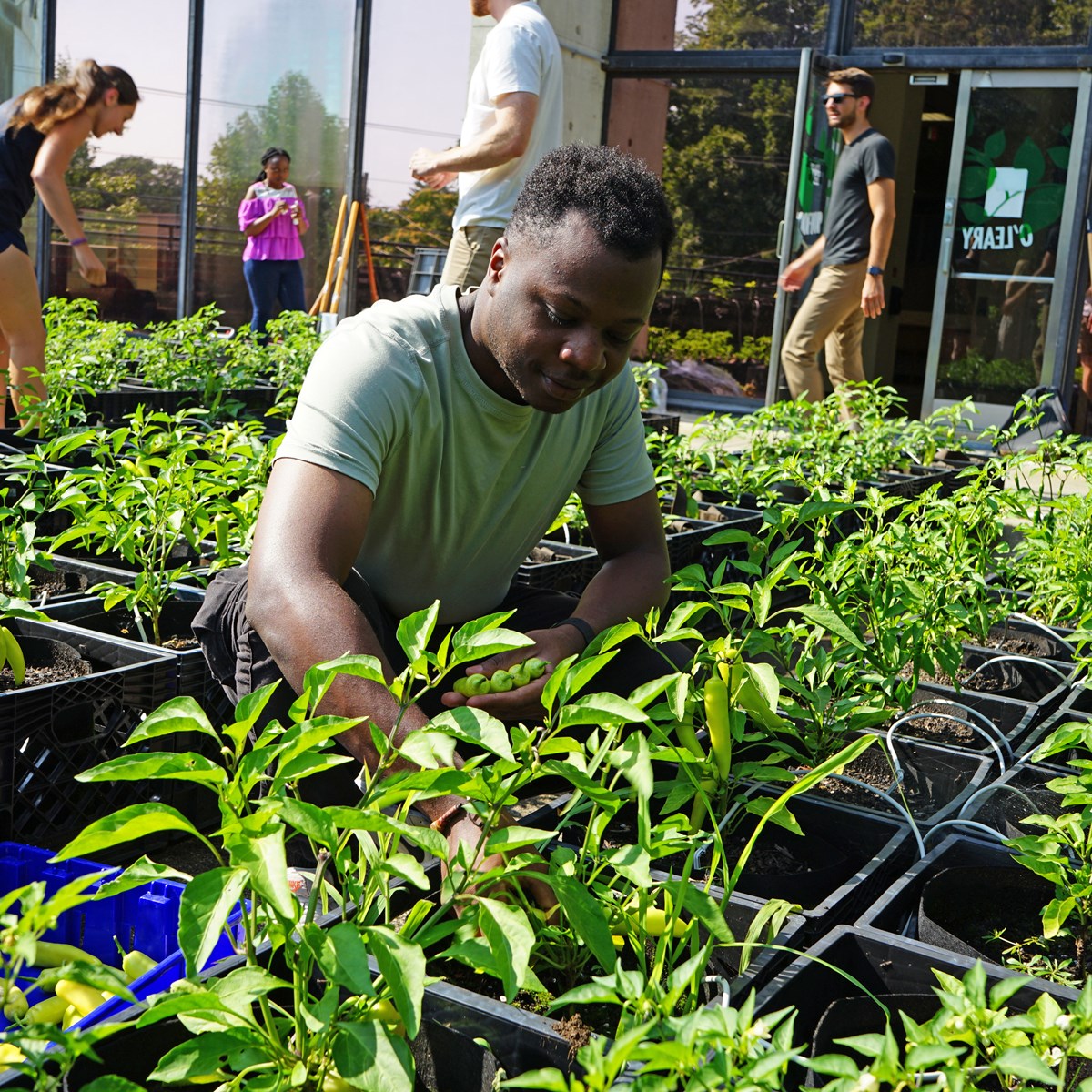 Environmental Science student Abraham Mudoola harvests peppers on O’Leary Library rooftop garden at UMass Lowell.