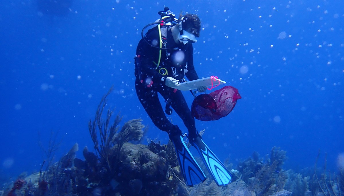 UMass Lowell student Brooke Sienkiewicz diving in Belize