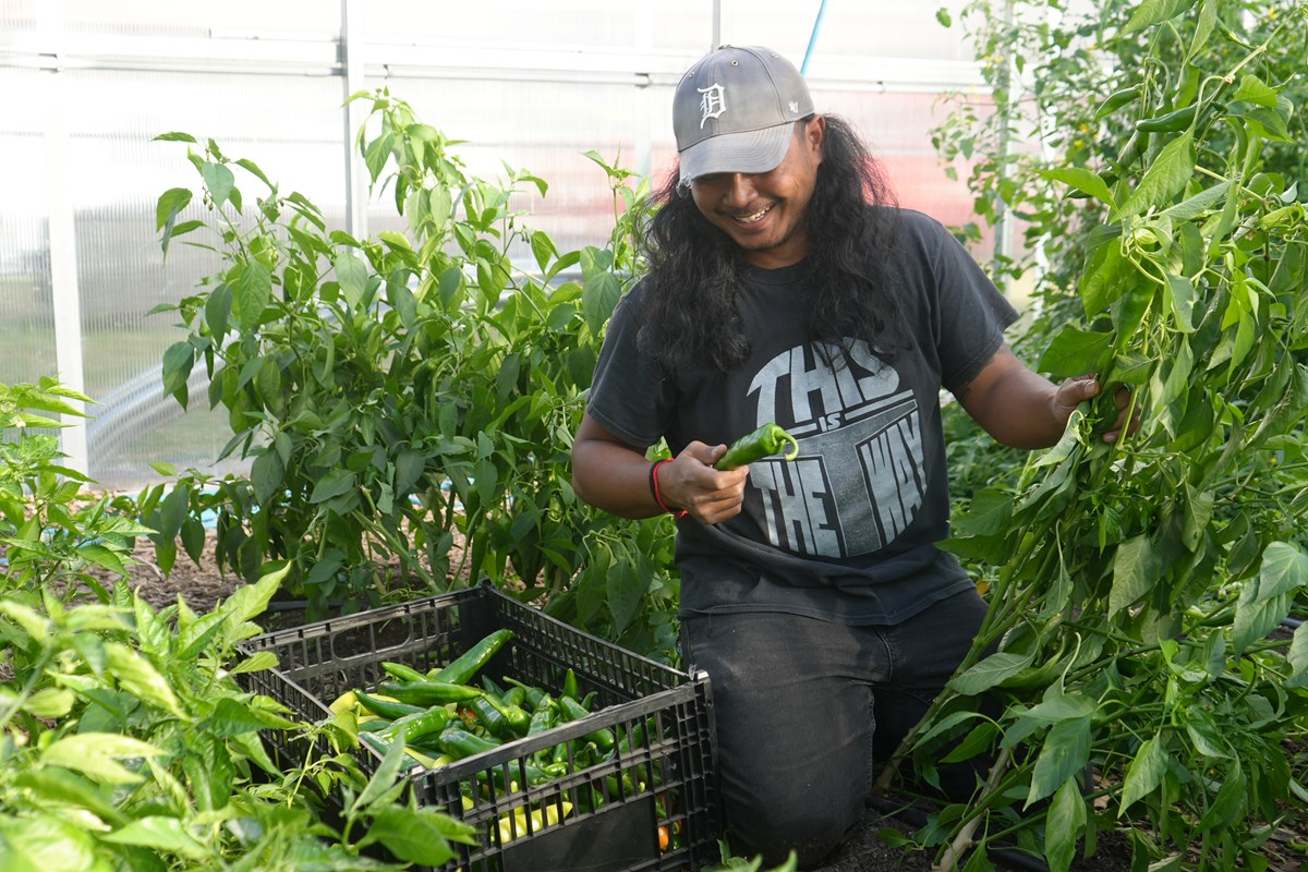 Dai Kim harvests peppers.