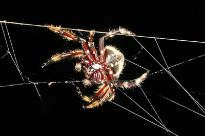 spider darwin bark web toughness biology untangle aims professor secret super matja