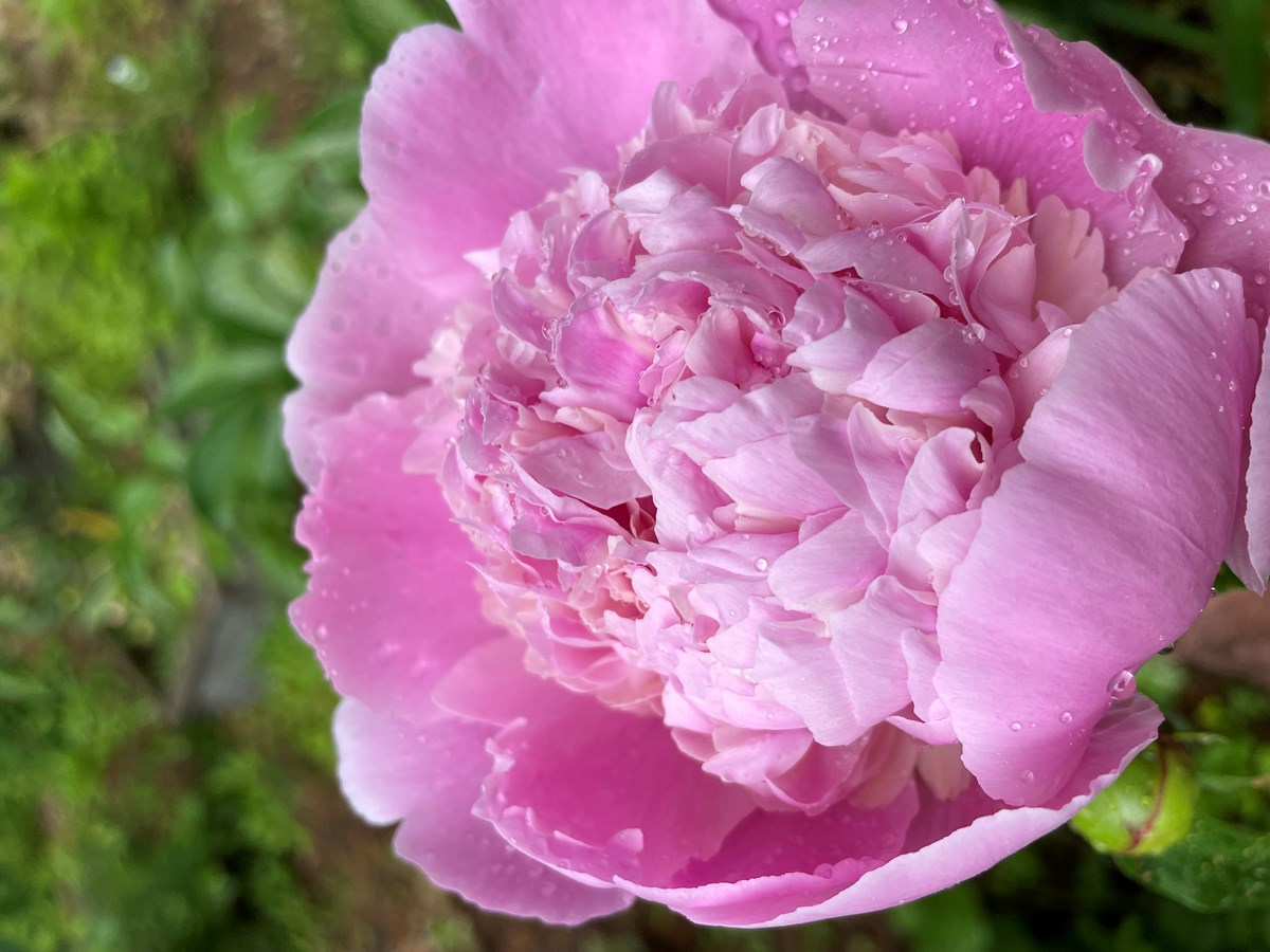 pink flower