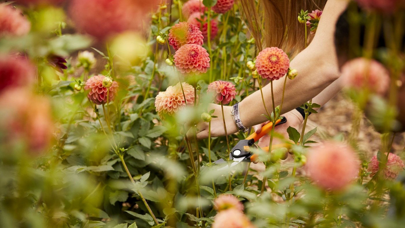 Person's arm reaching into garden full of orange flowers