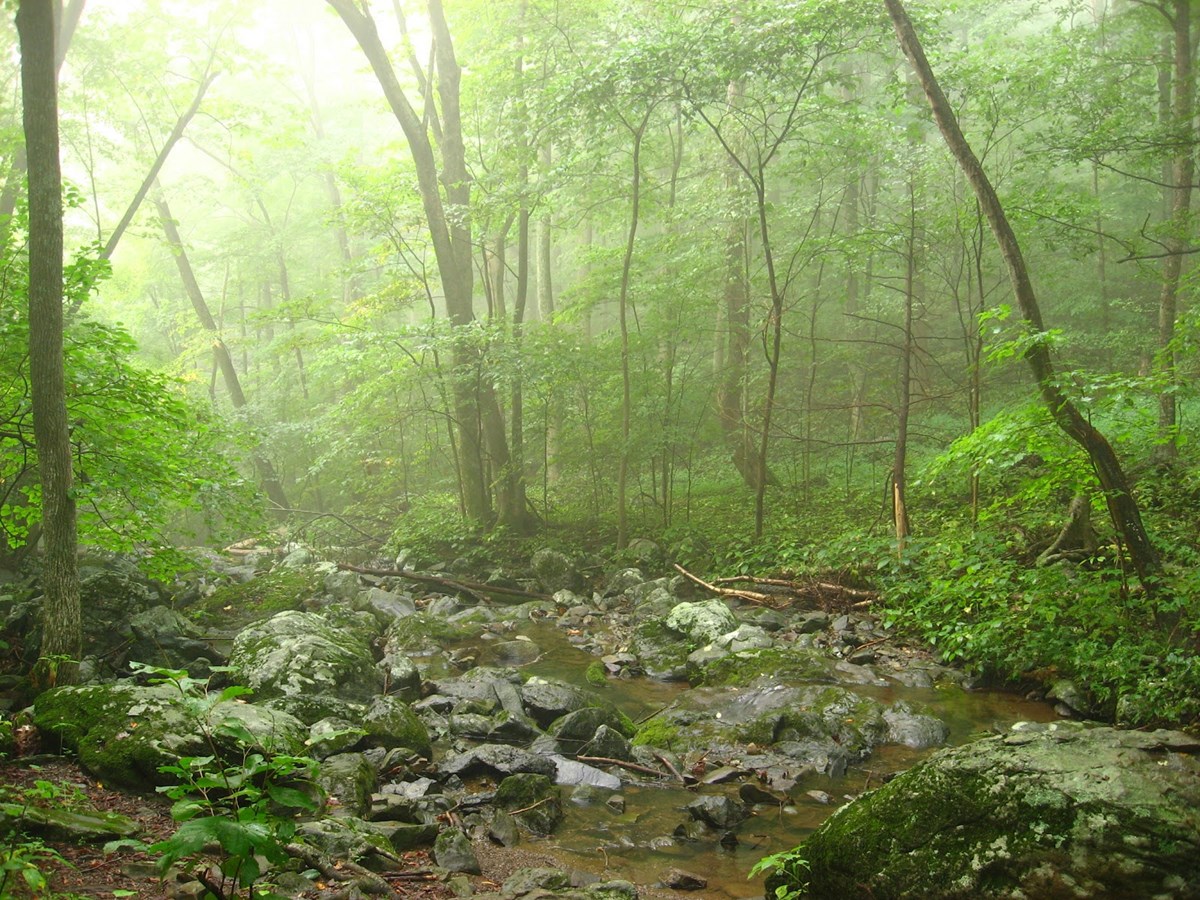 A creek slowly flows through rocks amidst a very green backdrop of trees.