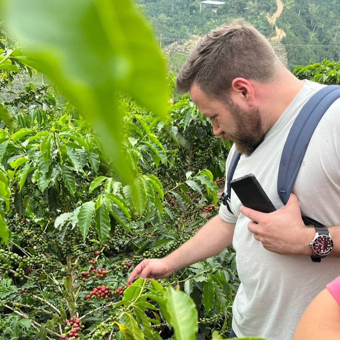 A person holding a cell phone touches a coffee plant on a coffee farm.
