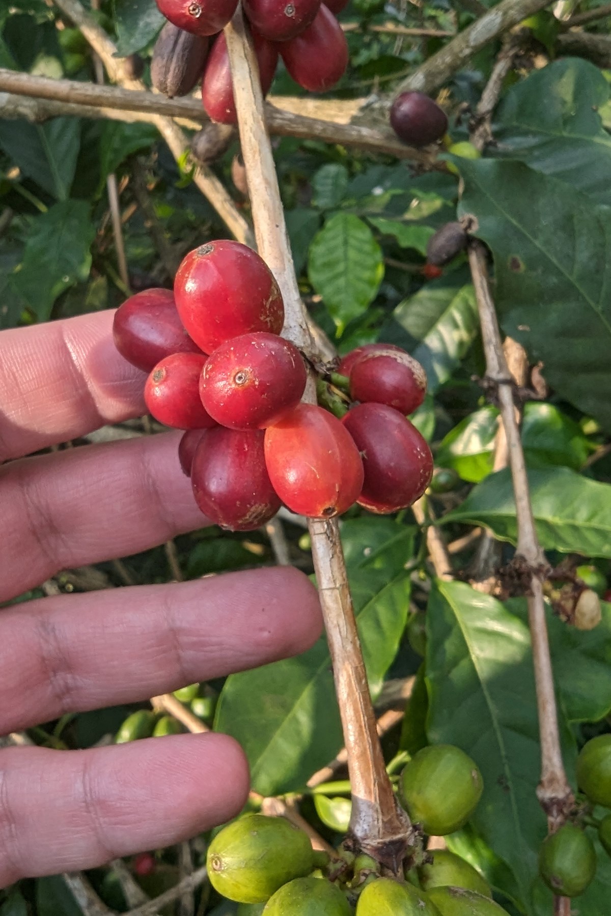 A closeup photo of a hand touching coffee cherries on the vine.