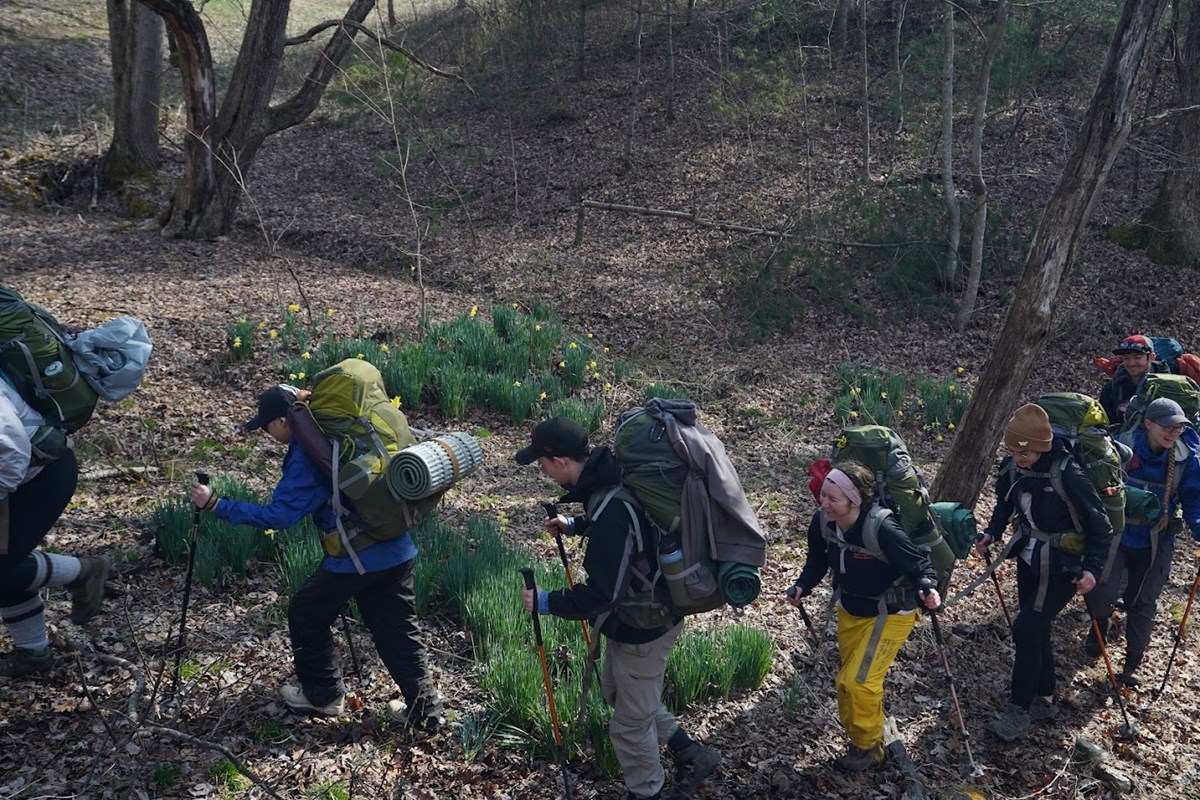 A group of eight people backpack in a line on a trail next to a small field of daffodils.