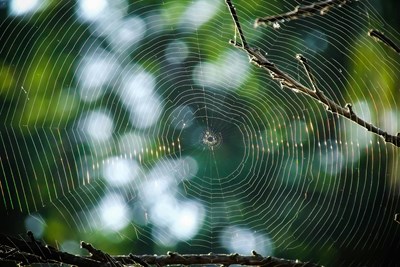 A spider web.