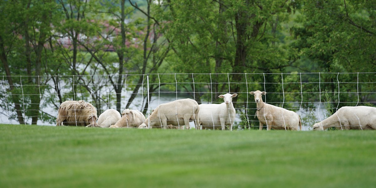 A group of sheep behind a fence made from thin netting stand amongst the grass on a hill on UMass Lowell's North campus with the Merrimack River in the background