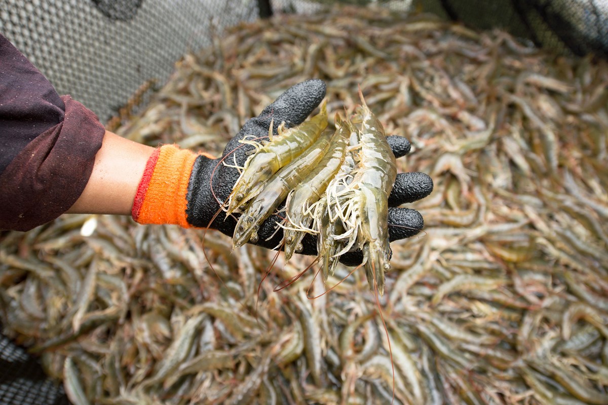 Person with a gloved hand holds several shrimp over a pile of more shrimp.