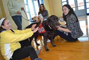 Stress Relief dogs at the Rec Center