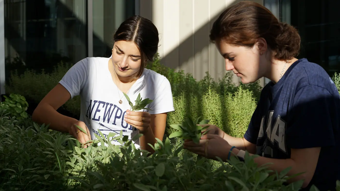 Two students pick herbs in rooftop garden